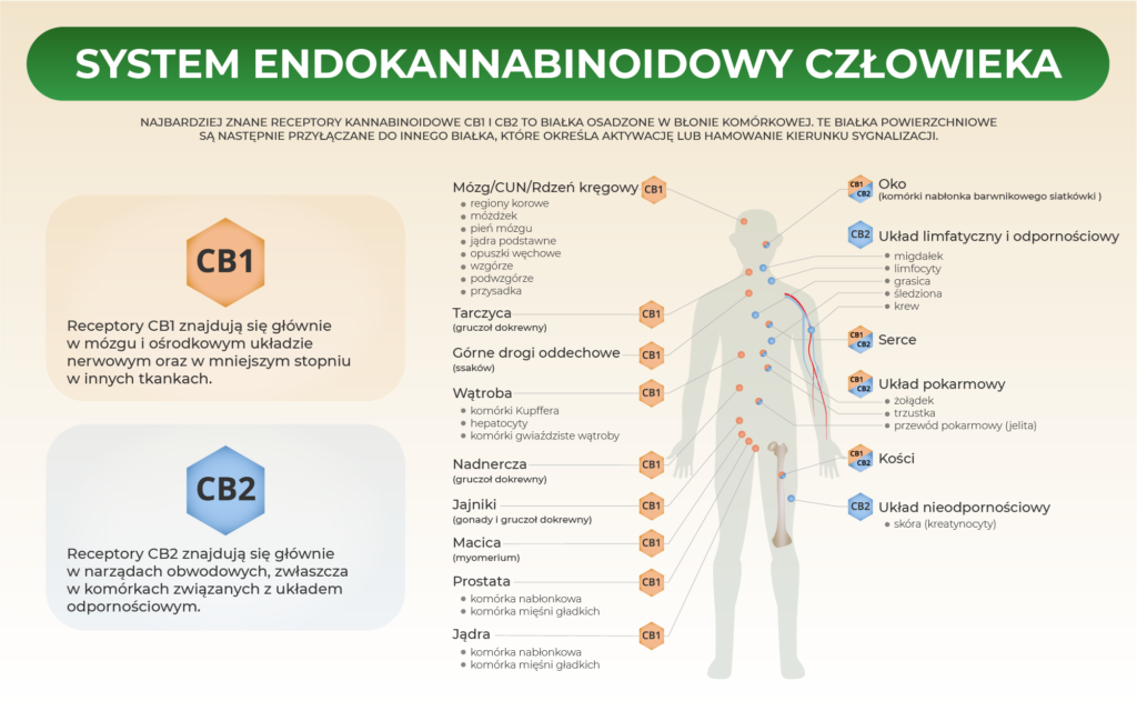 the human endocannabinoid system