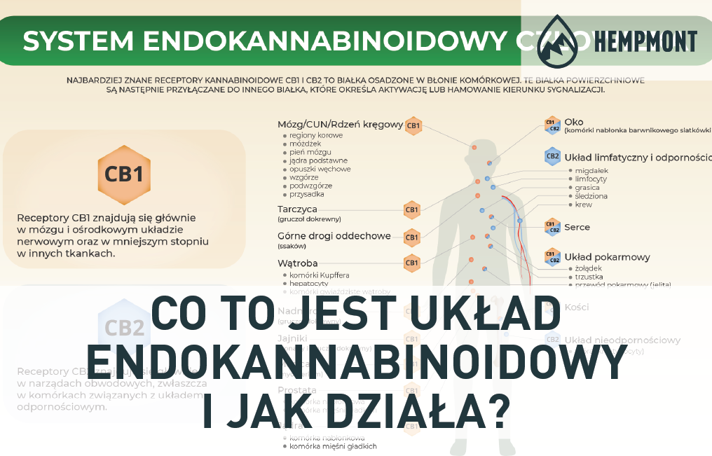 Was ist das Endocannabinoid-System und wie funktioniert es?