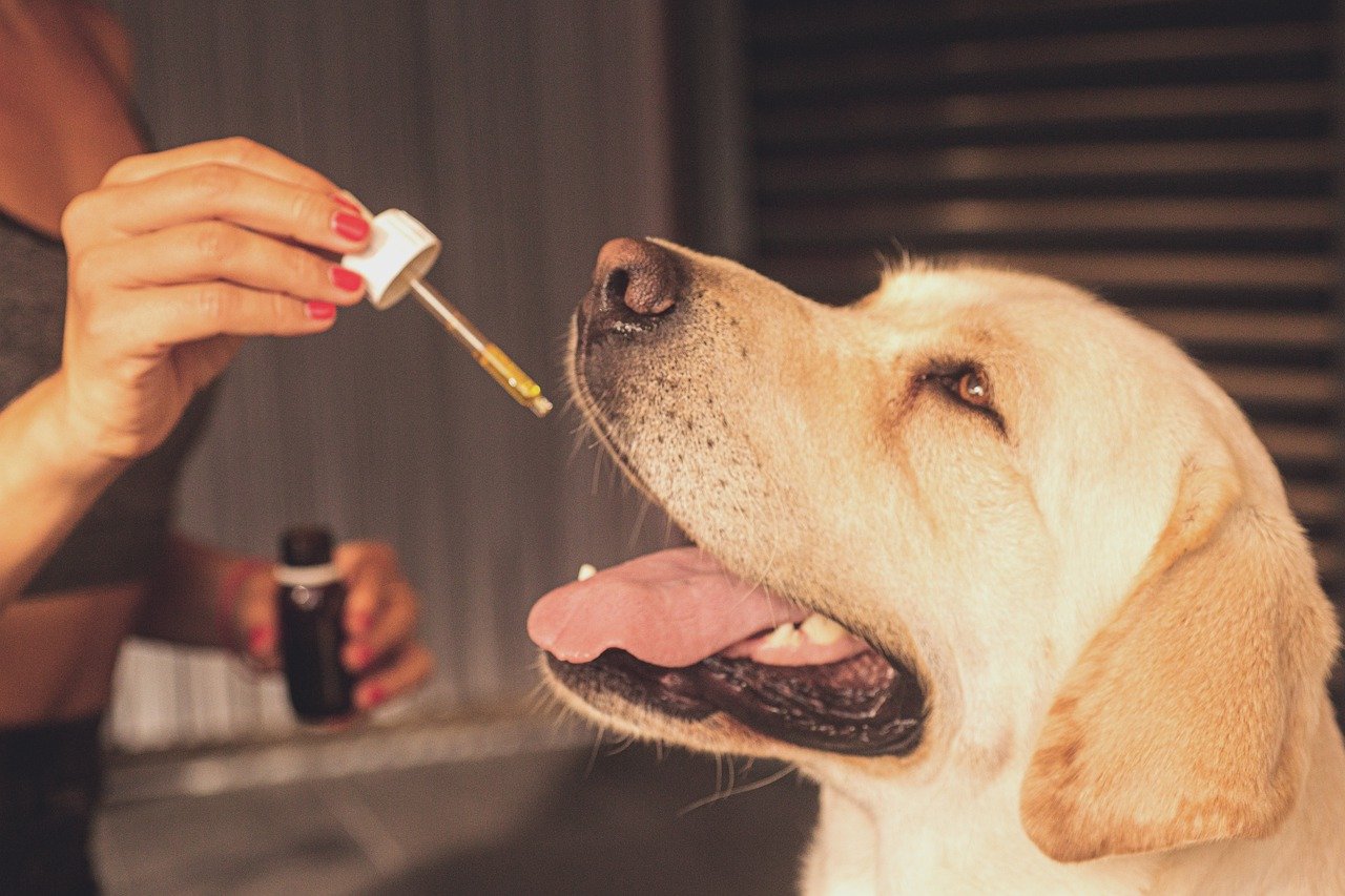 which cbd oil for your dog